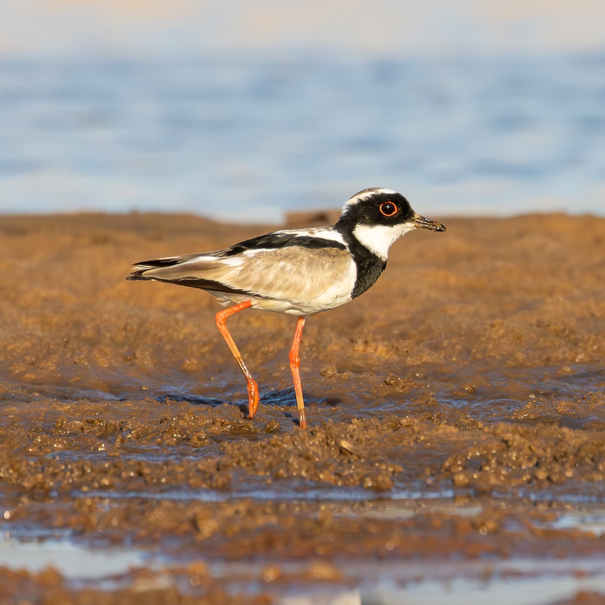 Pied Plover - ML624058827