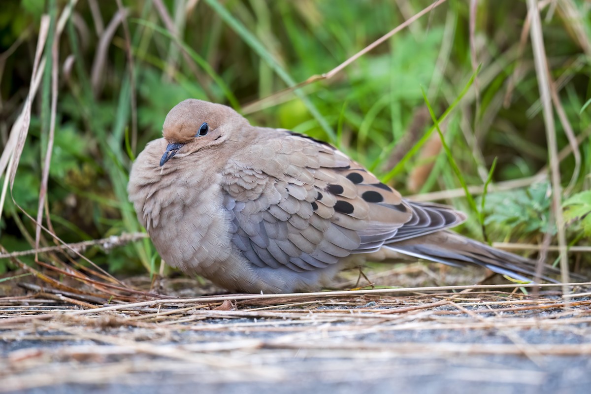 Mourning Dove - Scott Vulstek