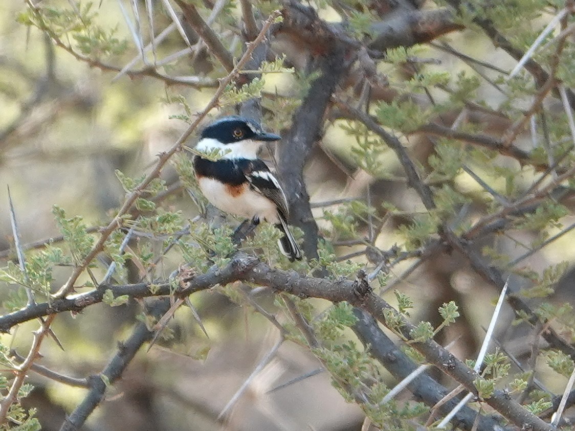 Pygmy Batis - ML624058839