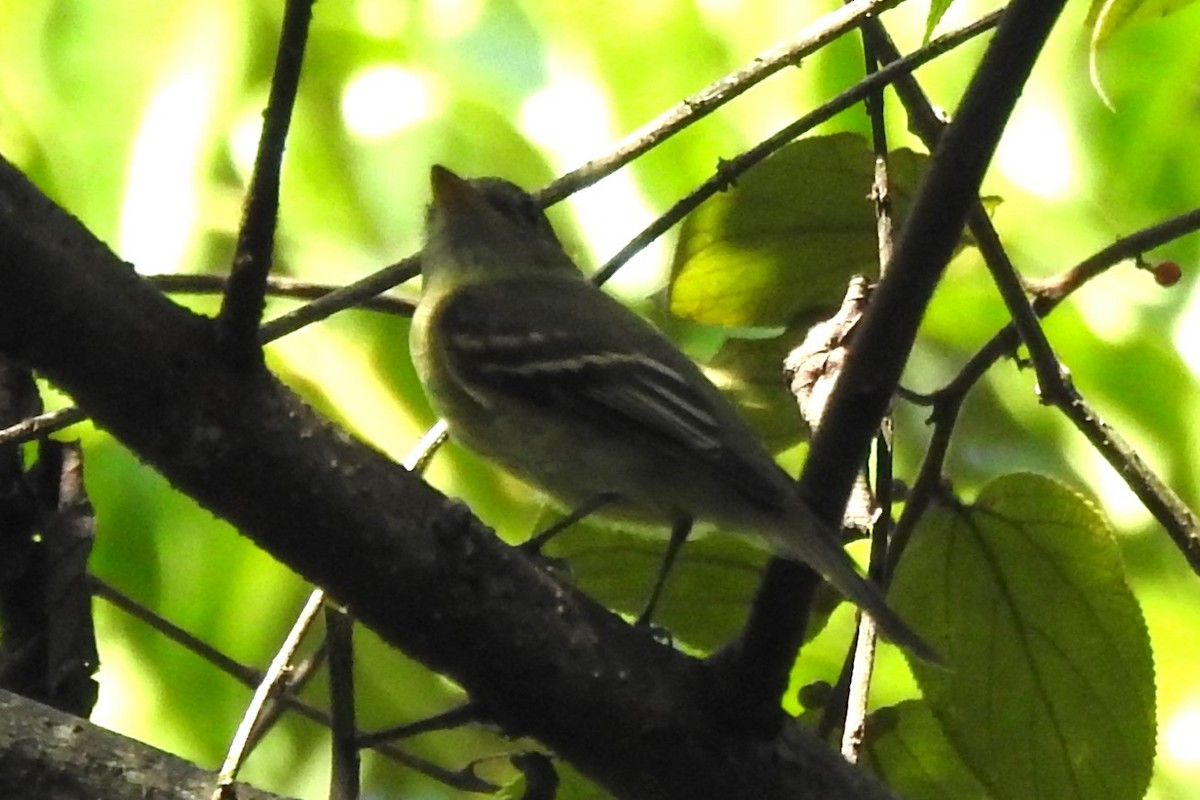 Acadian Flycatcher - ML624058840