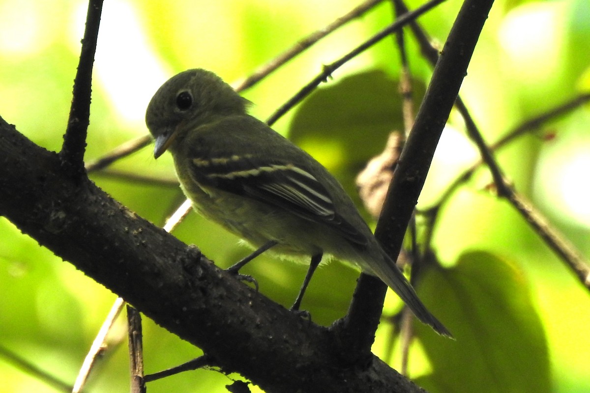 Acadian Flycatcher - ML624058841