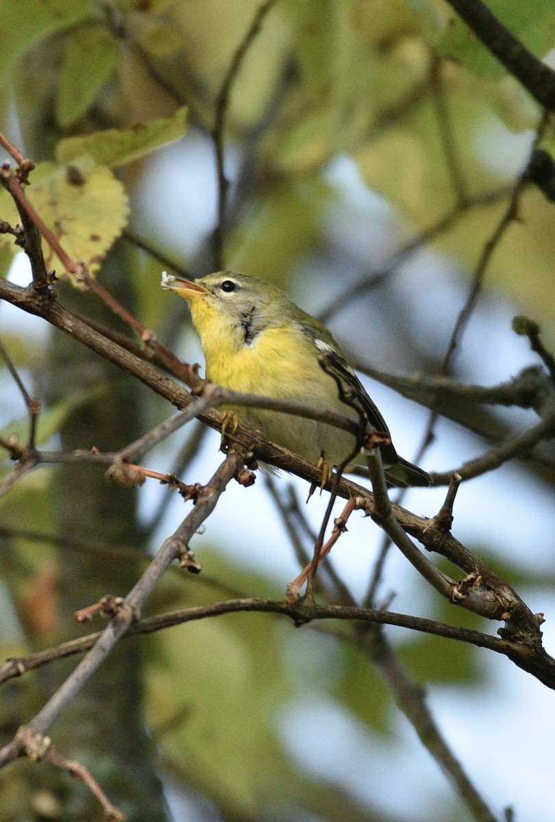 Northern Parula - Dave  Sherman