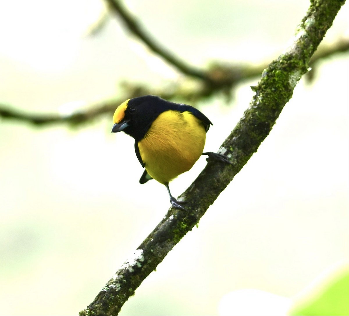 Orange-bellied Euphonia - ML624058859