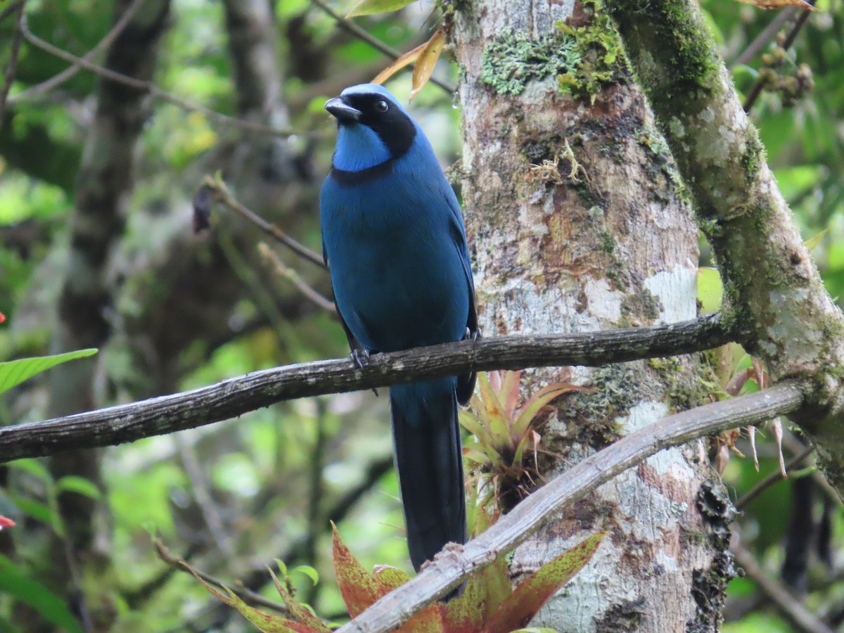 Turquoise Jay - ML624058871