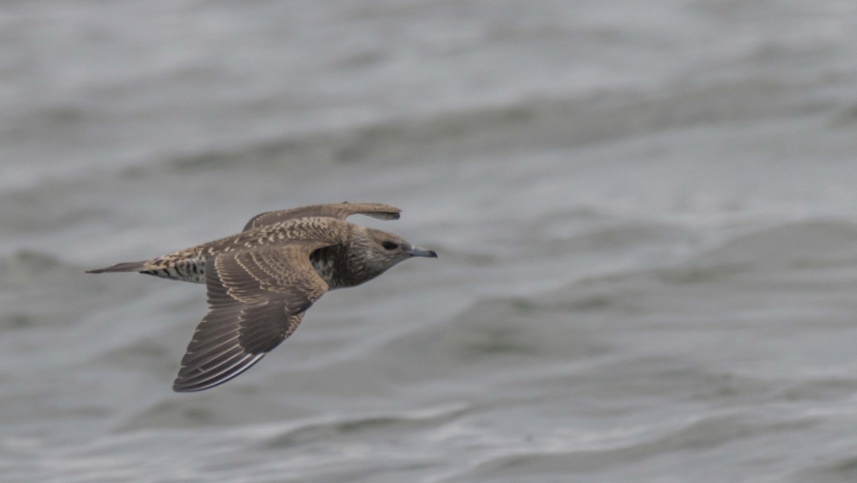 Parasitic Jaeger - Ed Wransky