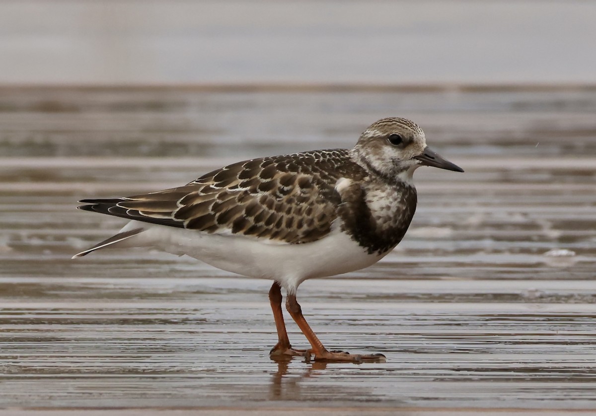 Ruddy Turnstone - ML624058881