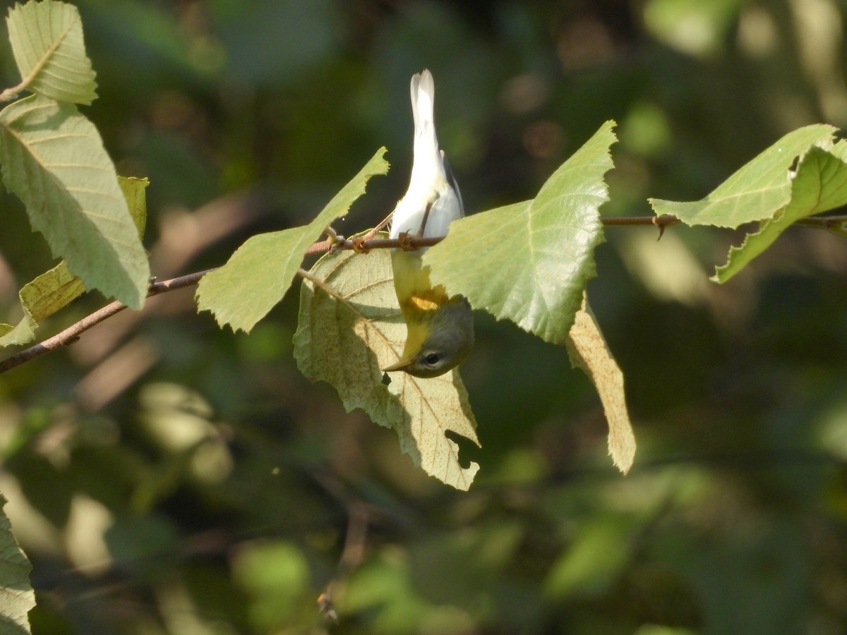 Northern Parula - P Chappell