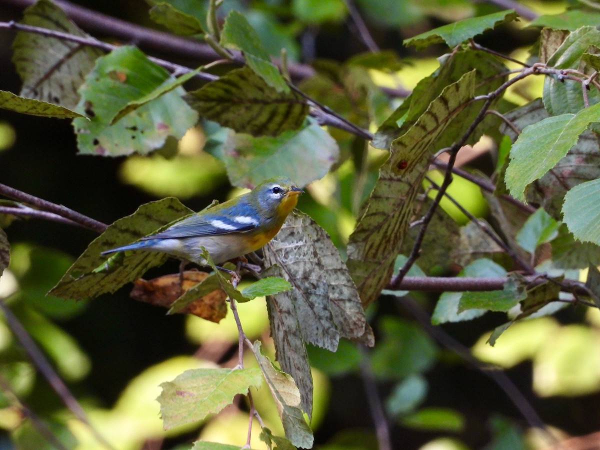 Northern Parula - ML624058890