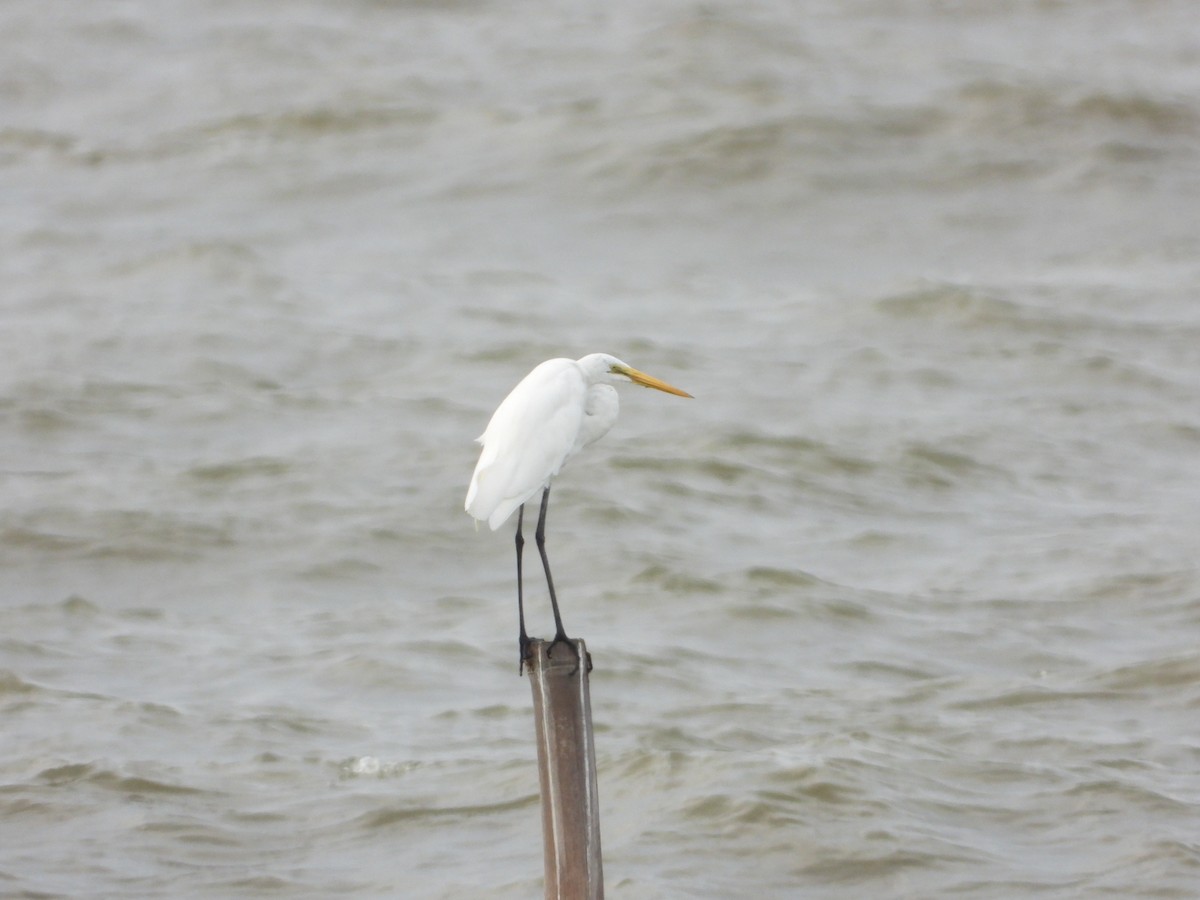 Great Egret - ML624058893