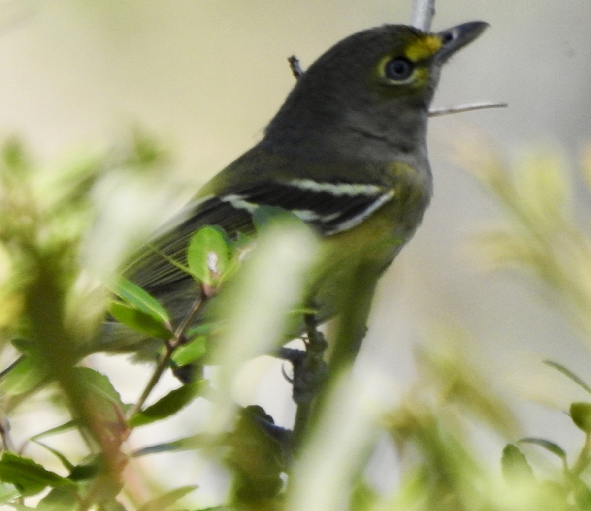 White-eyed Vireo - ML624058896