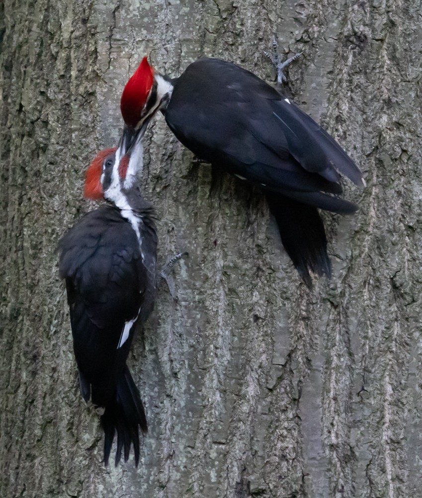 Pileated Woodpecker - ML624058900