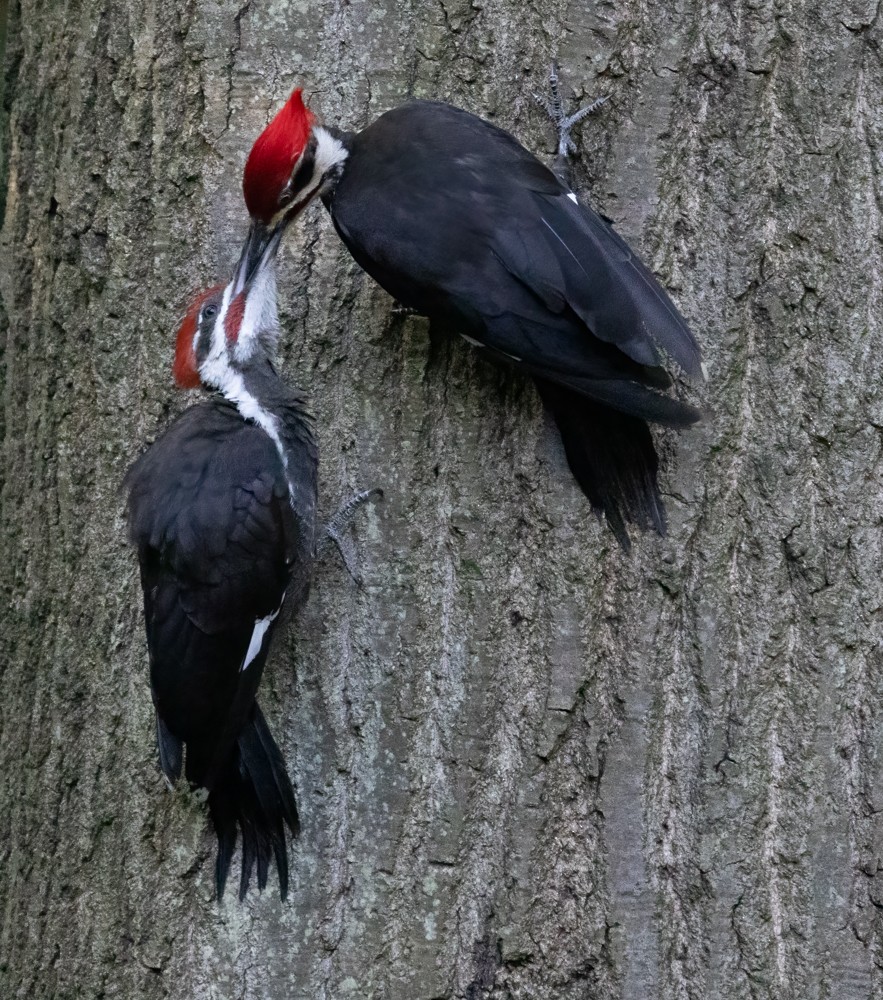 Pileated Woodpecker - Carl & Judi Manning