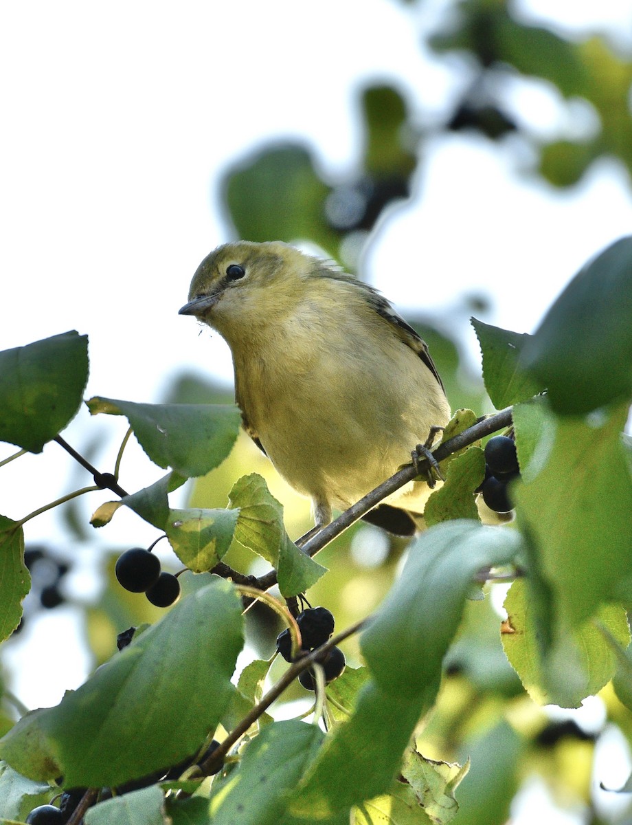 Bay-breasted Warbler - ML624058906