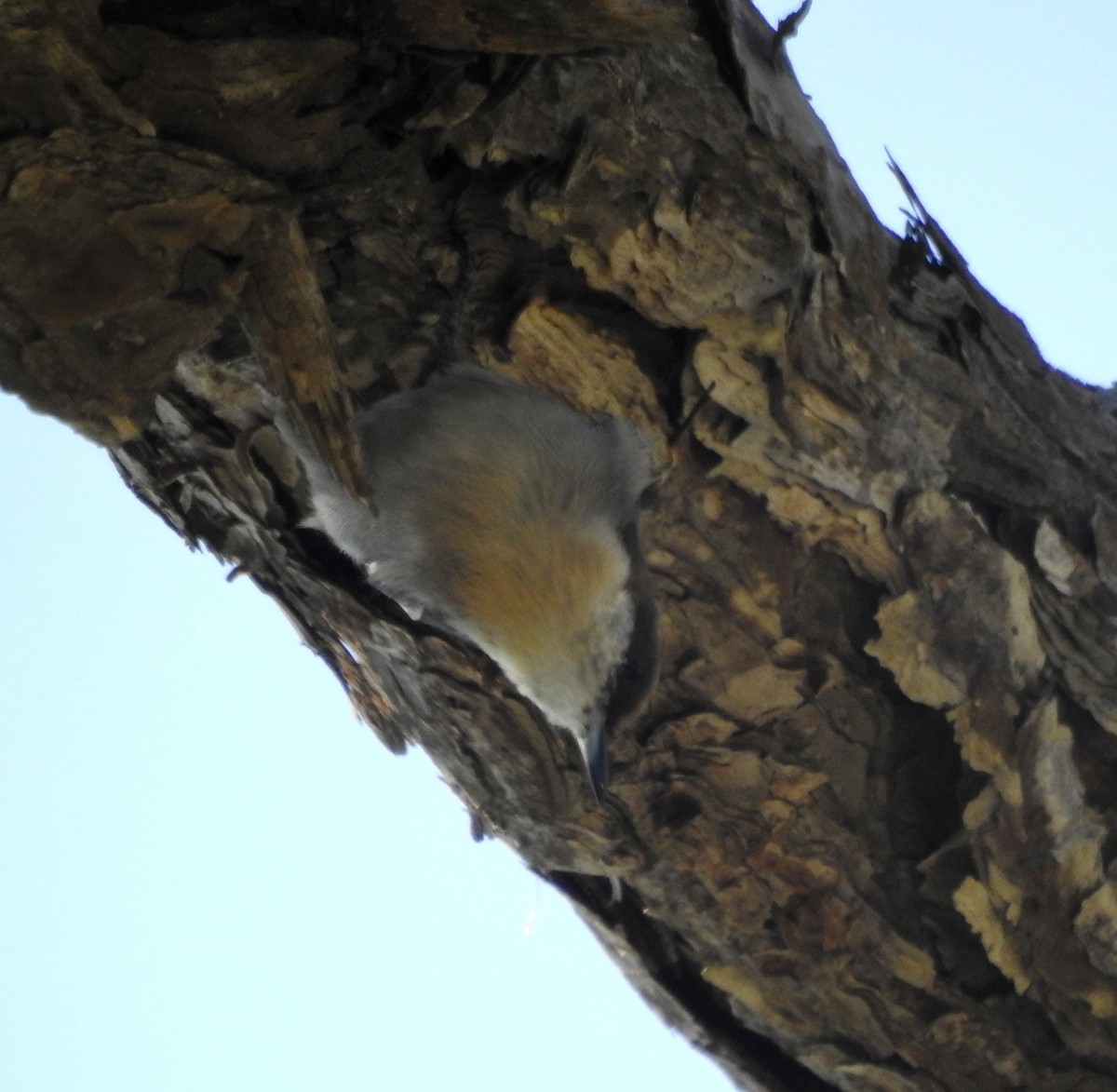 Brown-headed Nuthatch - ML624058911