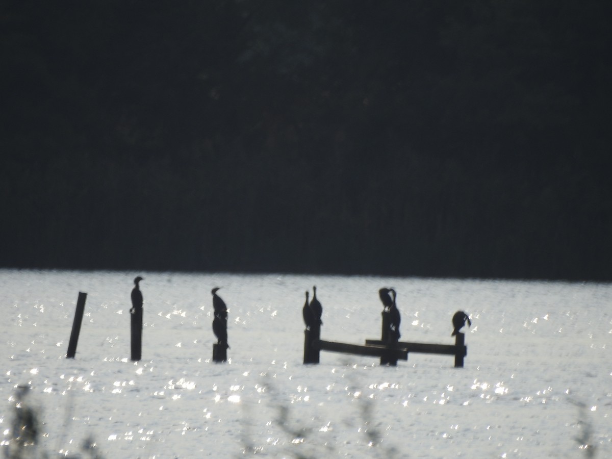 Double-crested Cormorant - ML624058912