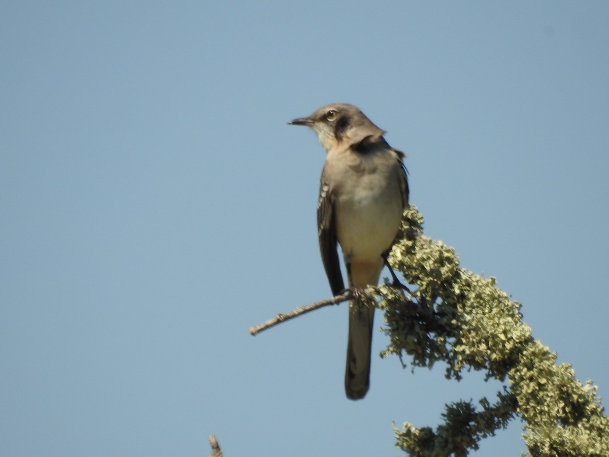 Northern Mockingbird - ML624058917