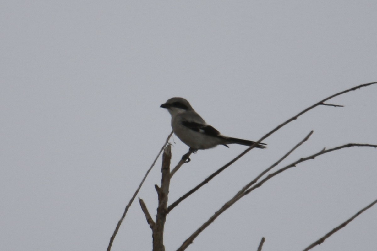 Loggerhead Shrike - ML624058919