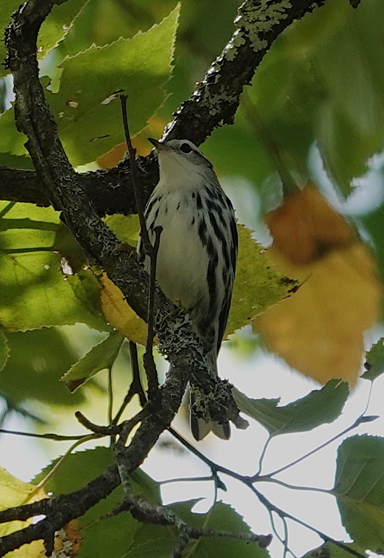 Black-and-white Warbler - ML624058922