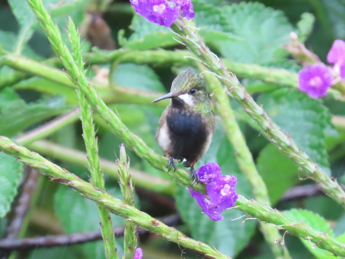 Wire-crested Thorntail - ML624058925