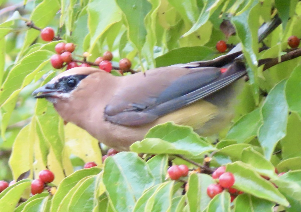 Cedar Waxwing - ML624058928