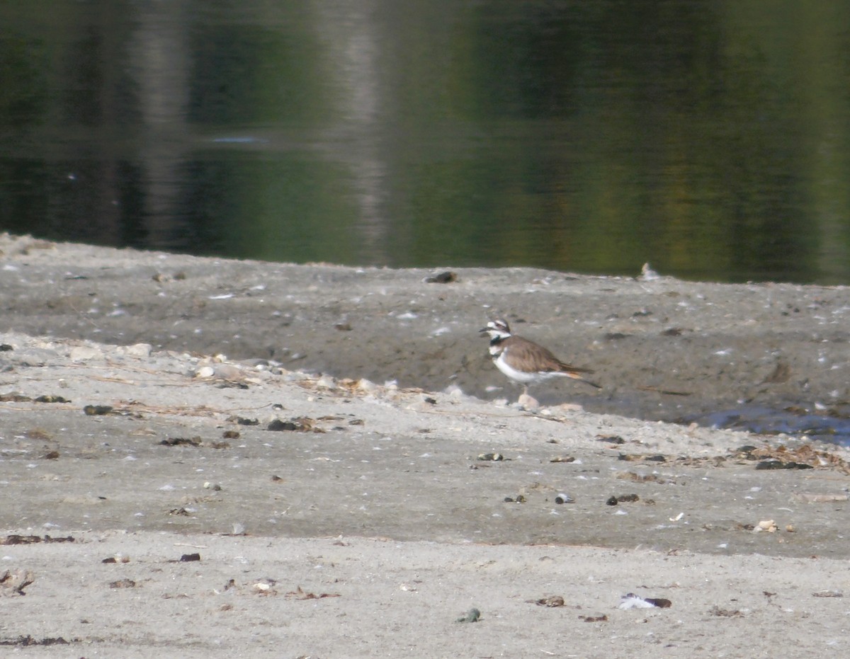 Killdeer - ML624058930