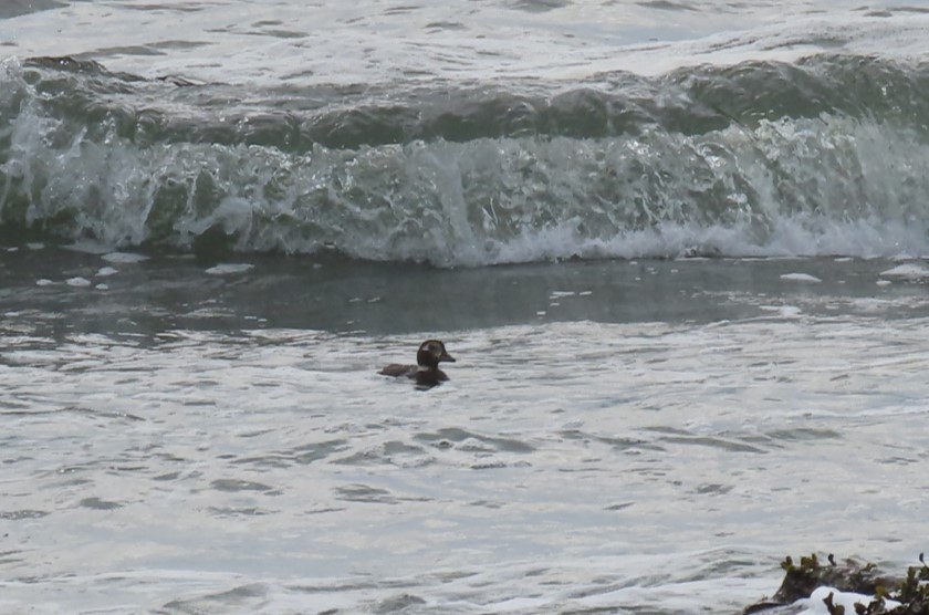 Long-tailed Duck - ML624058942