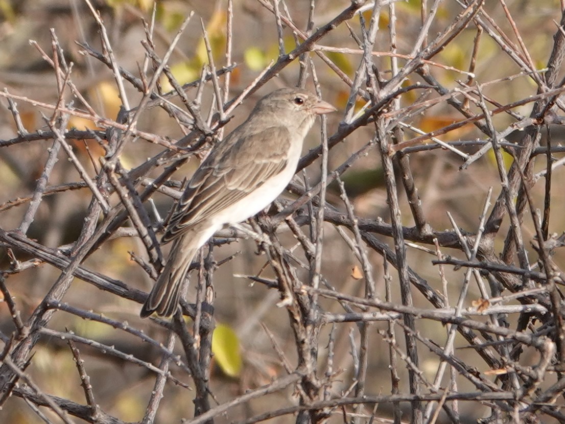 Yellow-spotted Bush Sparrow - ML624058965