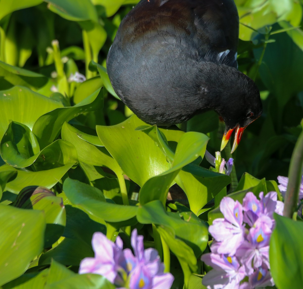 Common Gallinule - ML624058972