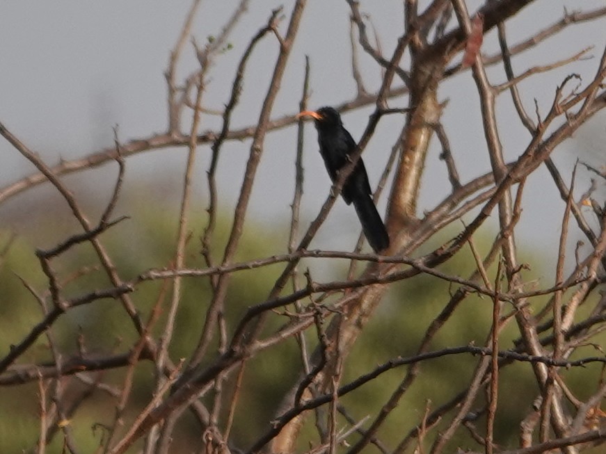 Abyssinian Scimitarbill - ML624059011