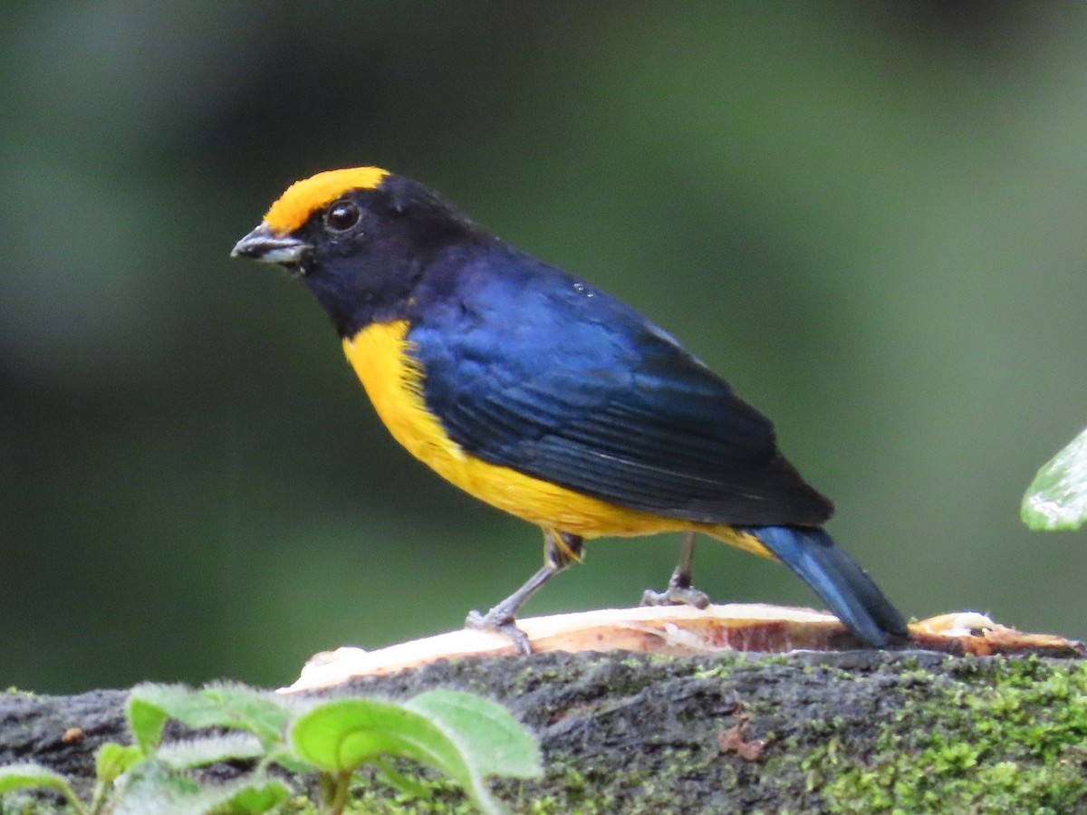 Orange-bellied Euphonia - ML624059012