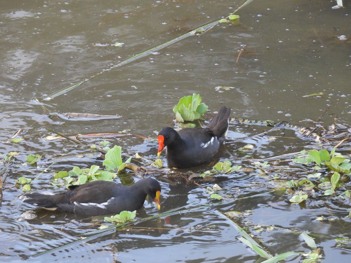 Eurasian Moorhen - ML624059032