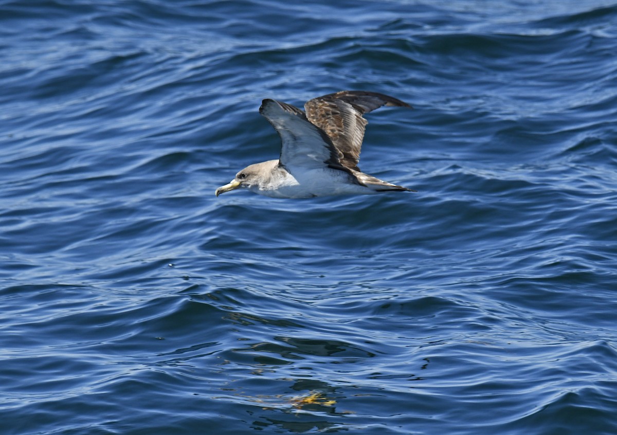 Cory's Shearwater - ML624059036