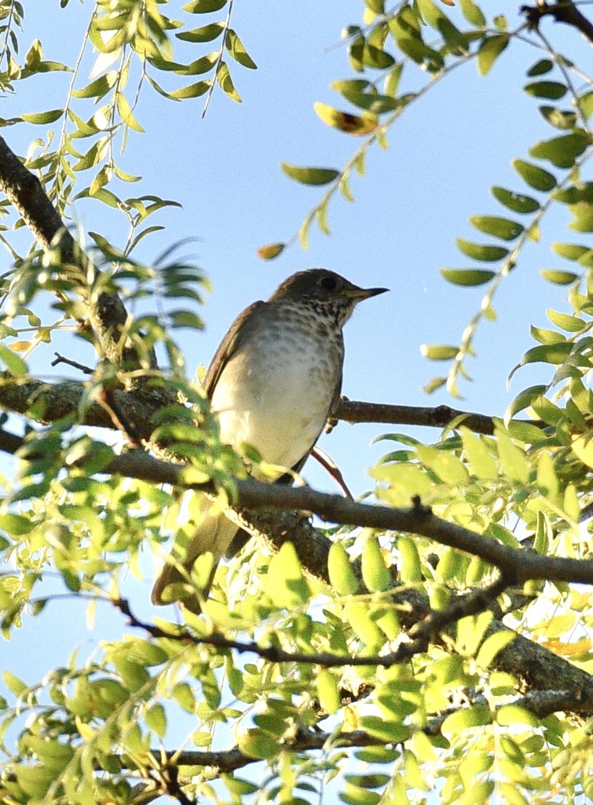 Swainson's Thrush - ML624059037