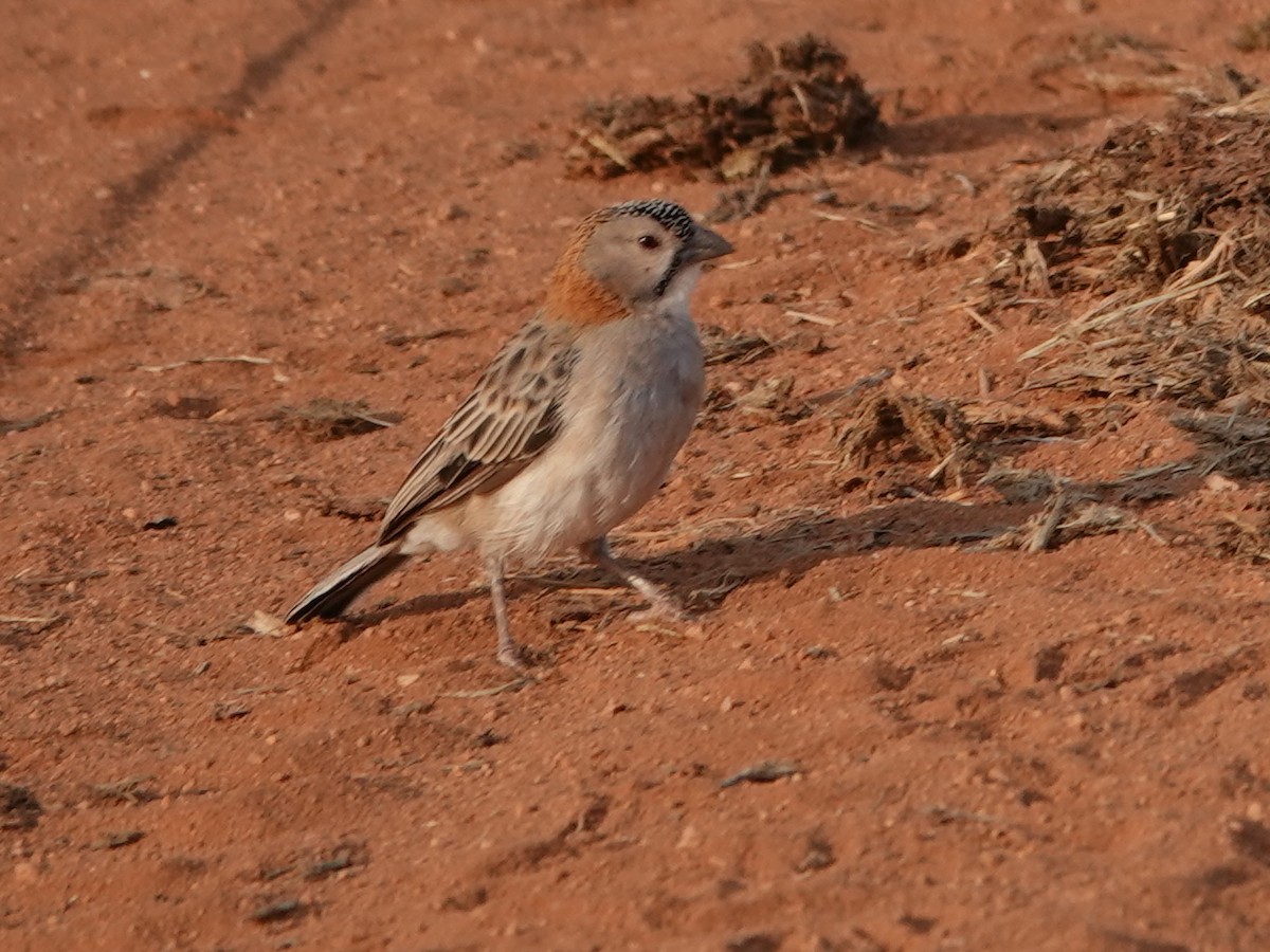 Speckle-fronted Weaver - ML624059043