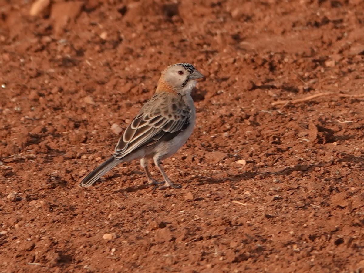 Speckle-fronted Weaver - ML624059045