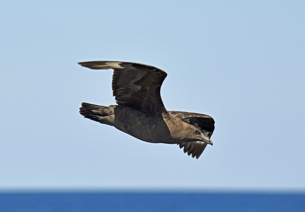 South Polar Skua - ML624059046