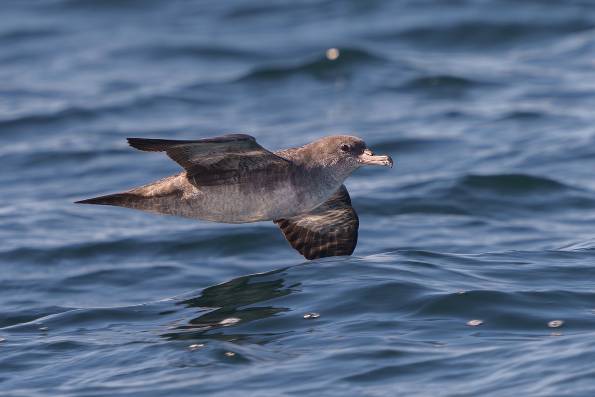 Pink-footed Shearwater - ML624059056