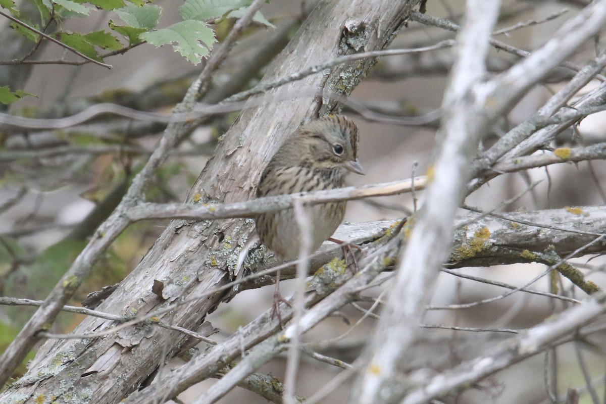 Lincoln's Sparrow - ML624059067