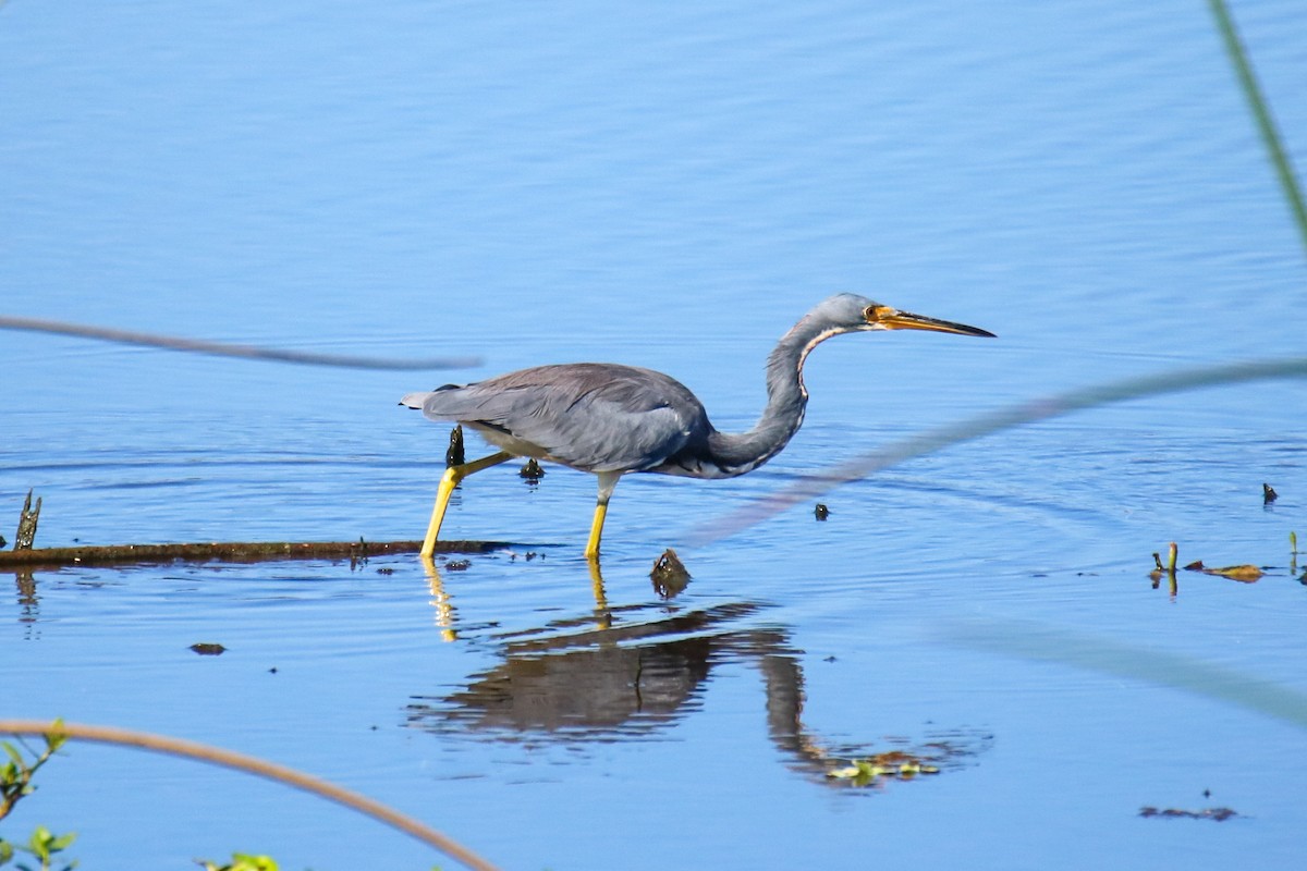 Tricolored Heron - ML624059068