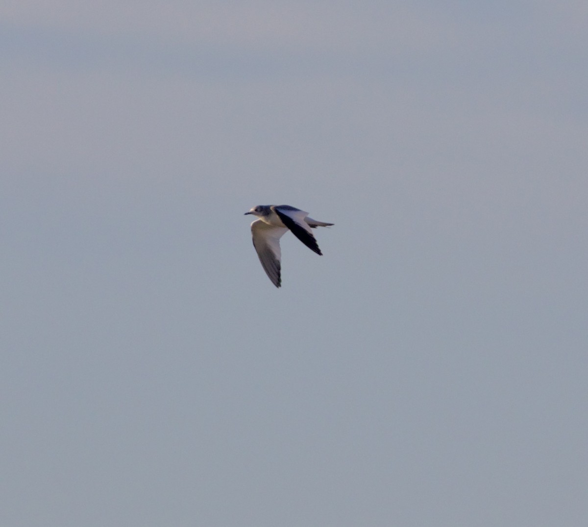 Sabine's Gull - ML624059077