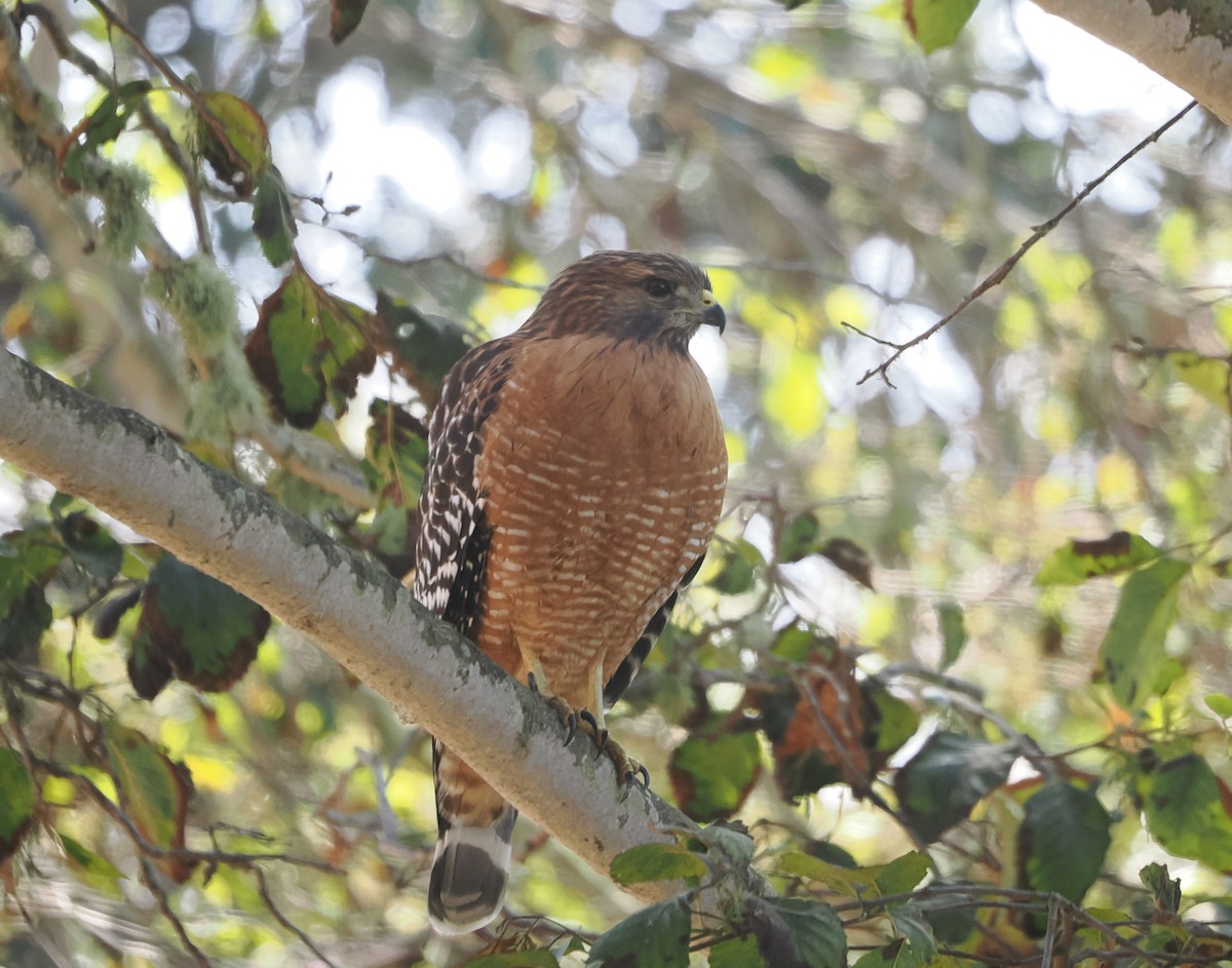 Red-shouldered Hawk - ML624059101