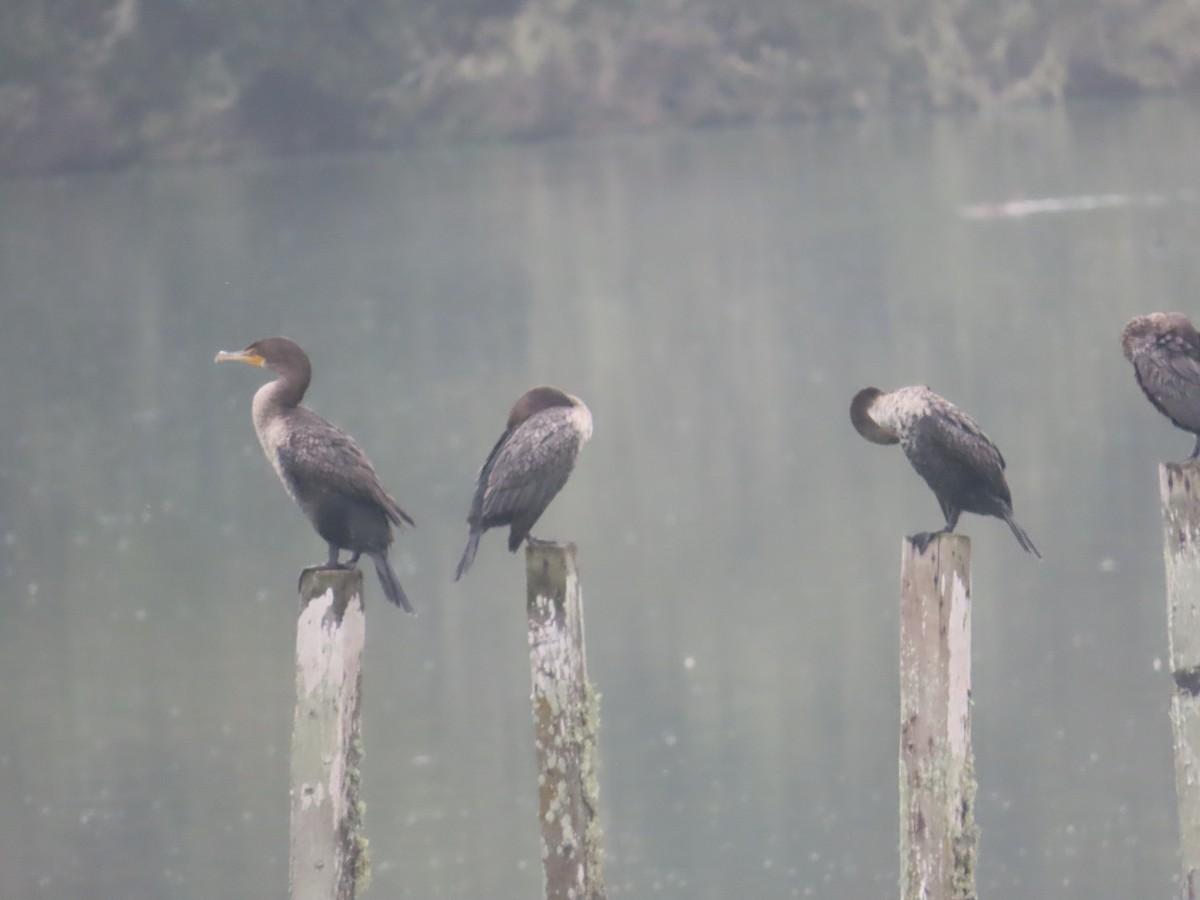 Double-crested Cormorant - ML624059103
