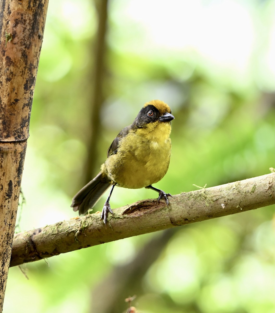 Tricolored Brushfinch (Choco) - ML624059104