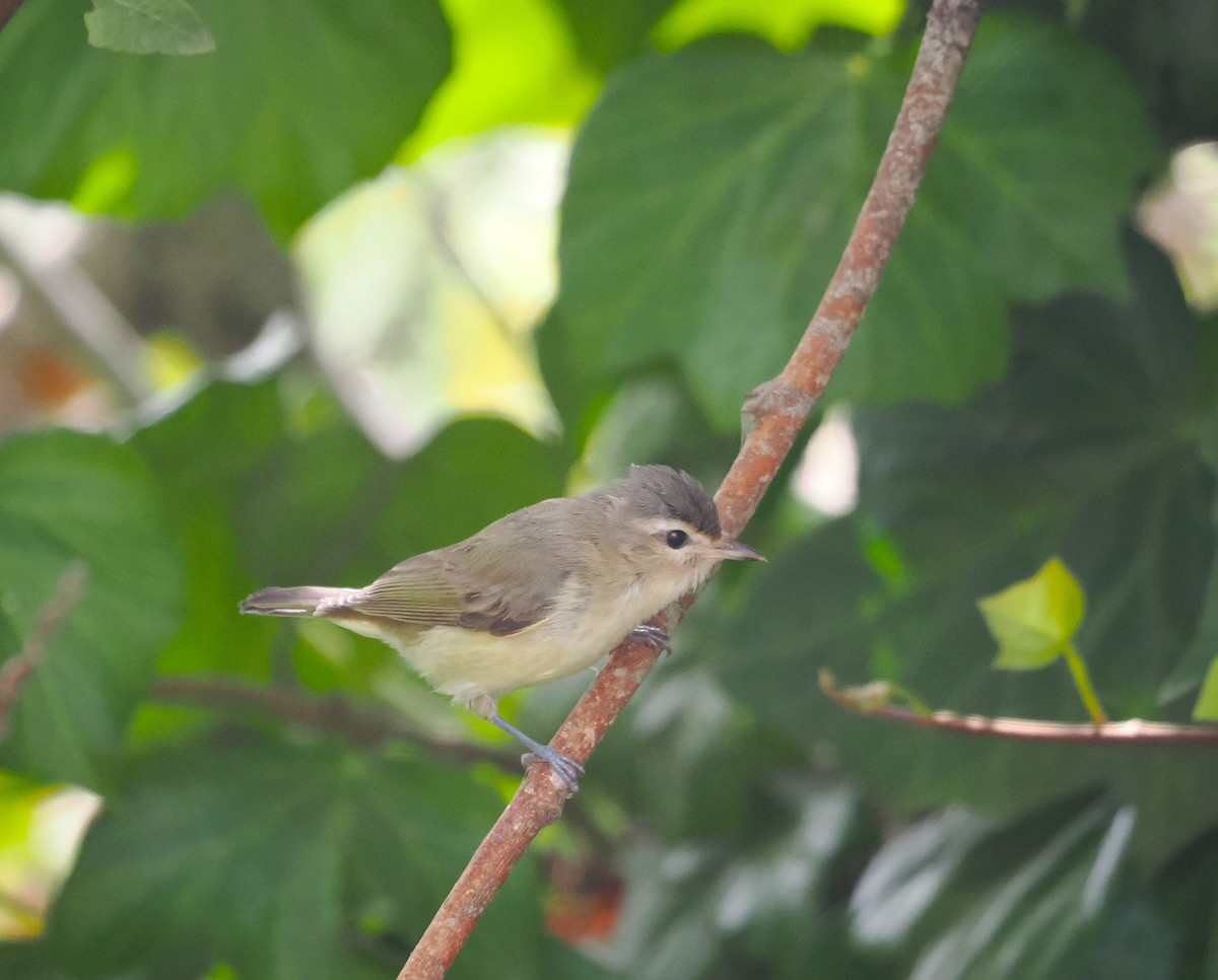 Warbling Vireo - Paul Linton