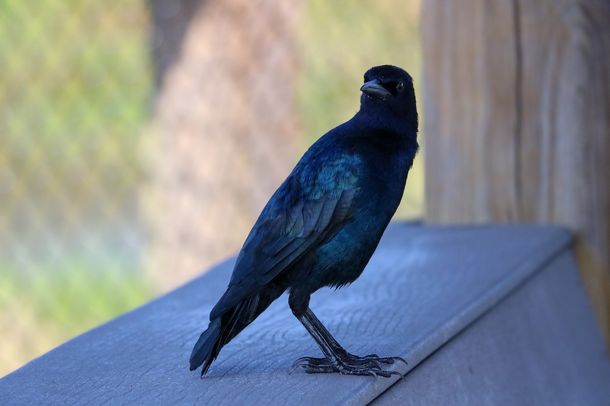 Boat-tailed Grackle - ML624059113