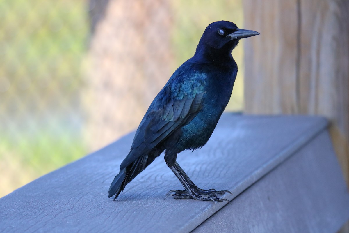 Boat-tailed Grackle - ML624059114