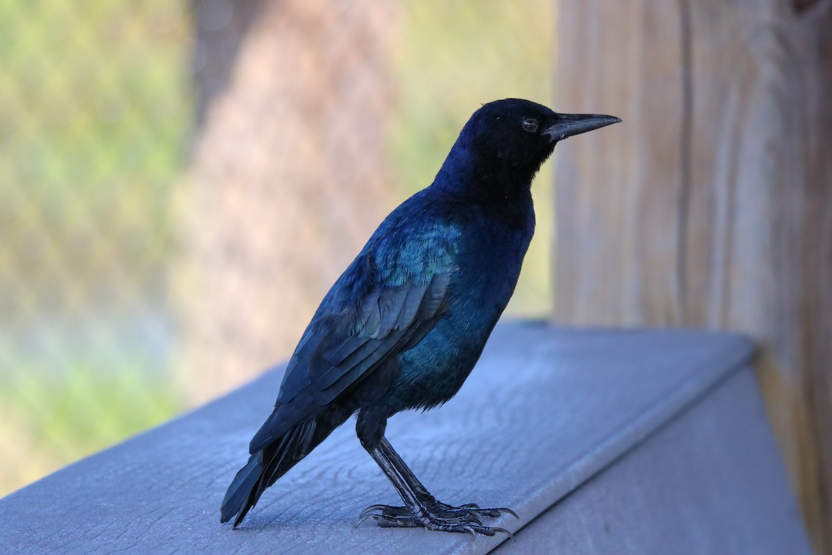 Boat-tailed Grackle - ML624059115