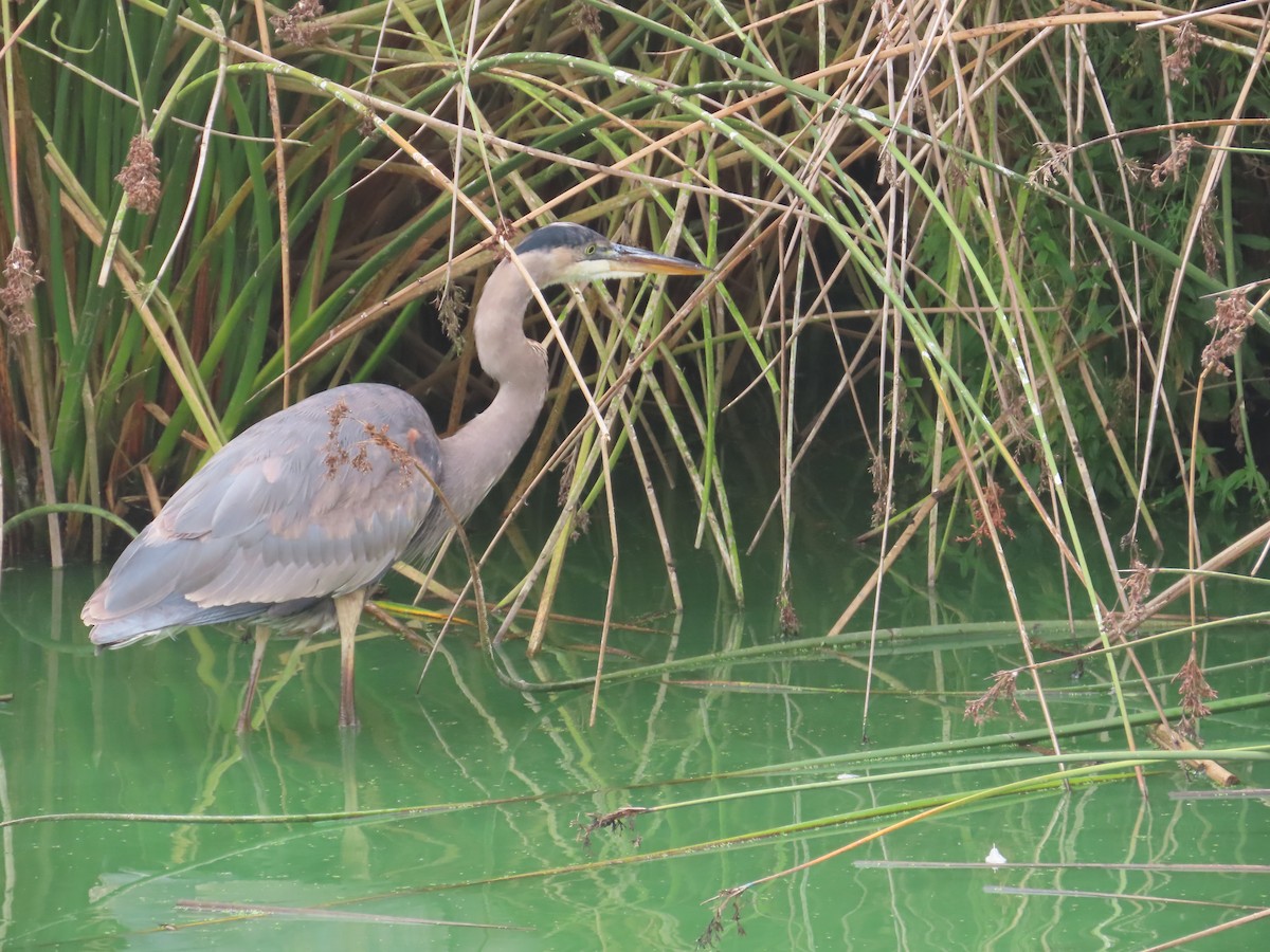 Great Blue Heron - ML624059130