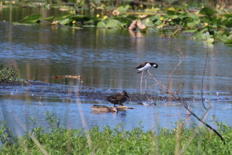 American Avocet - ML624059136