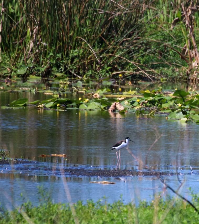 American Avocet - ML624059137